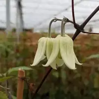 Clématite 'Winter beauty' - clematis urophylla - Photo 3