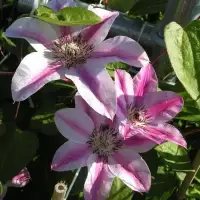 Clématite 'Souvenir du Capitaine Thuilleaux' - Photo 3