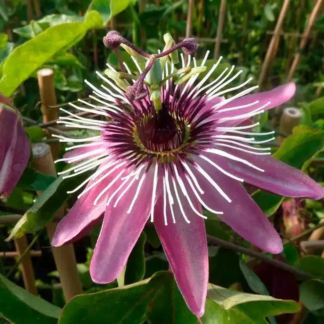 Passiflore 'Victoria' - passiflora - Photo 1