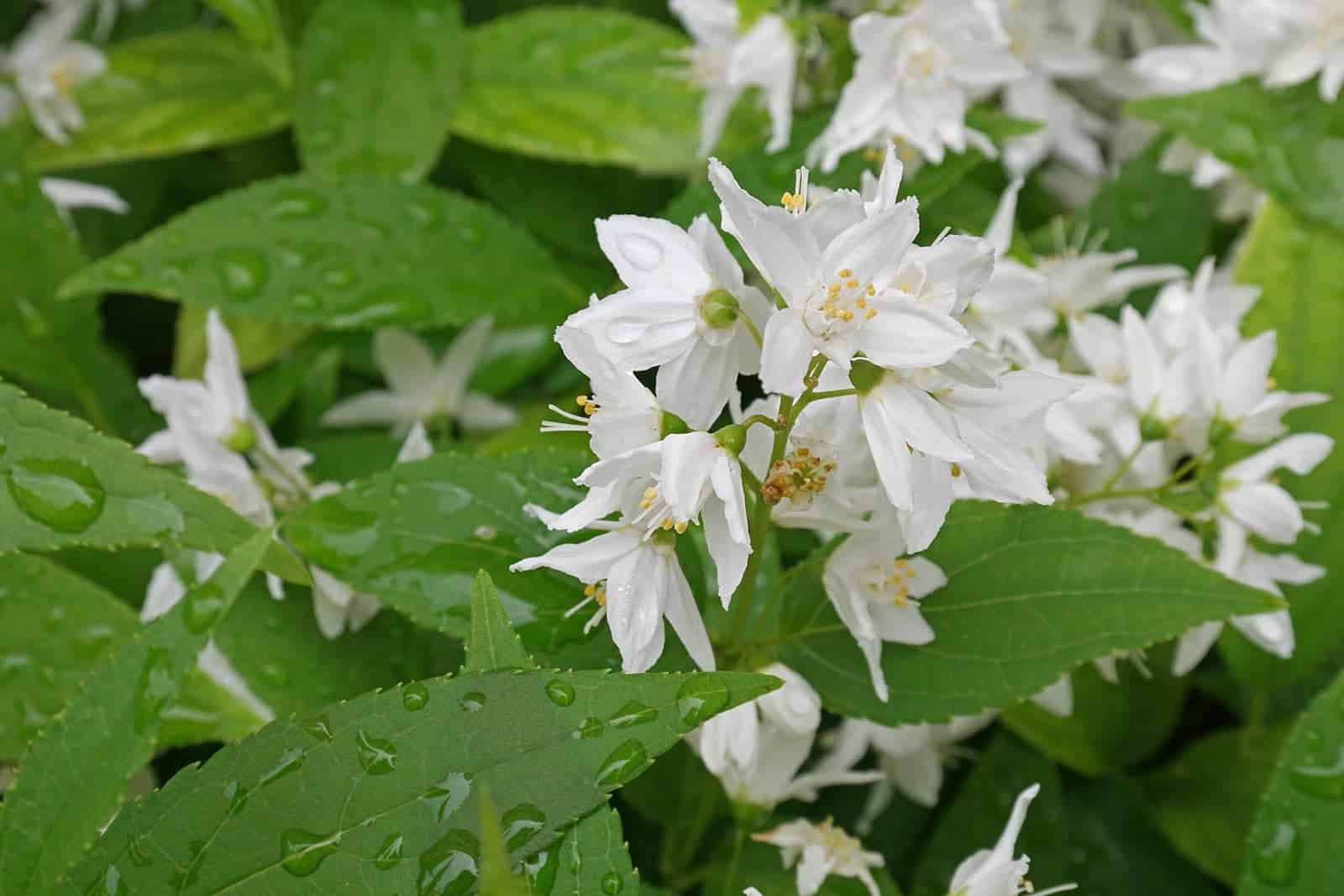 Deutzia gracilis   / Deutzia gracilis - Photo 3