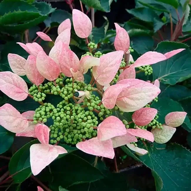Hortensia grimpant du Japon 'Roseum' - schizophragma