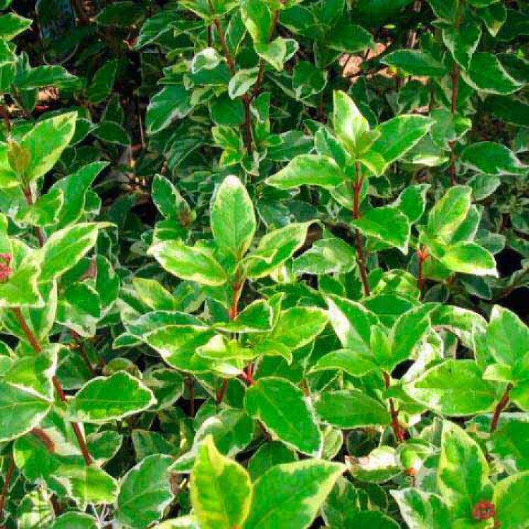 VIBURNUM TINUS 'VARIEGATUM' / Laurier-tin panaché - Photo 1