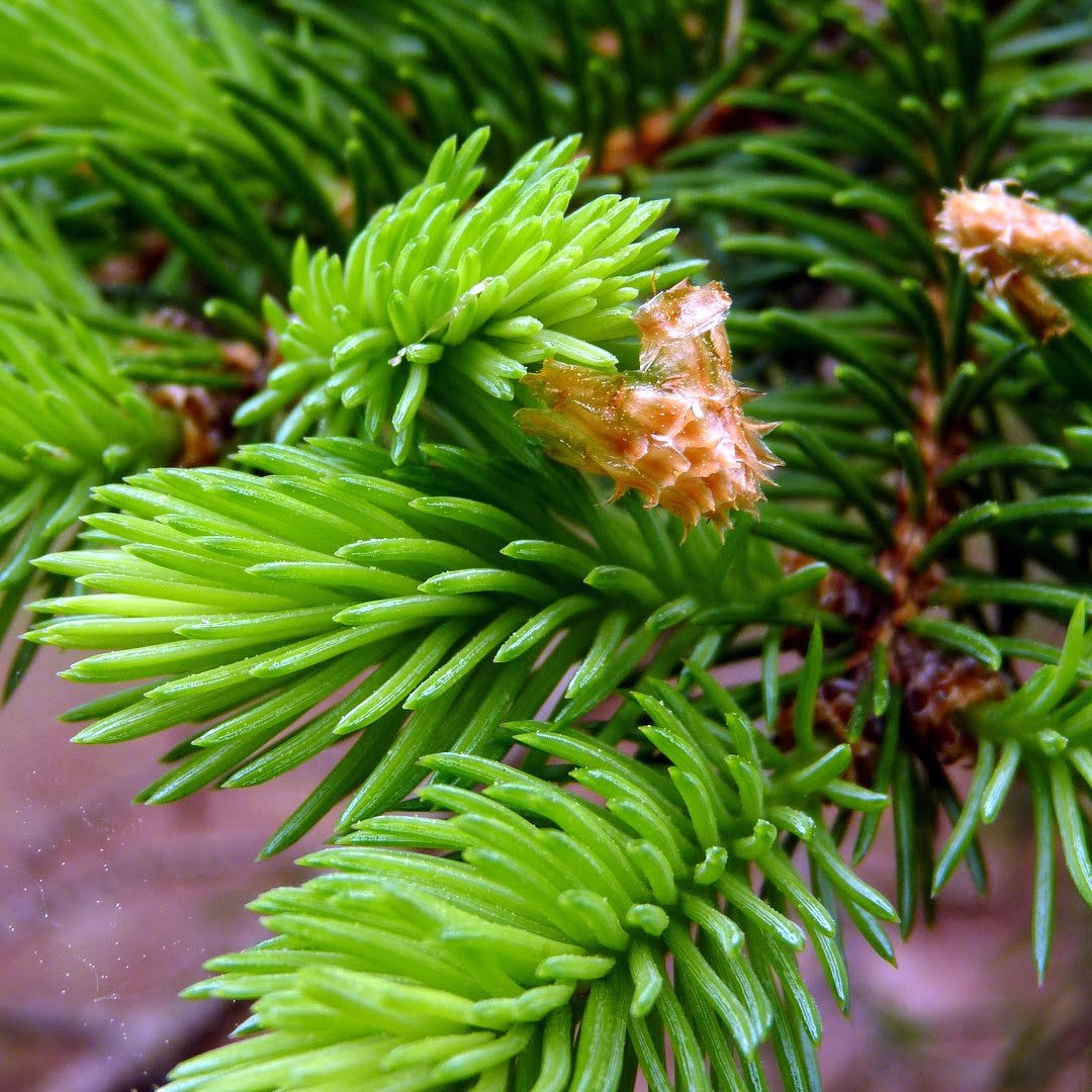 PICEA abies  / Epicéa commun - Photo 3