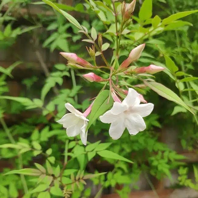 Jasmin de Saint-Étienne - jasminum stephanense - Photo 3