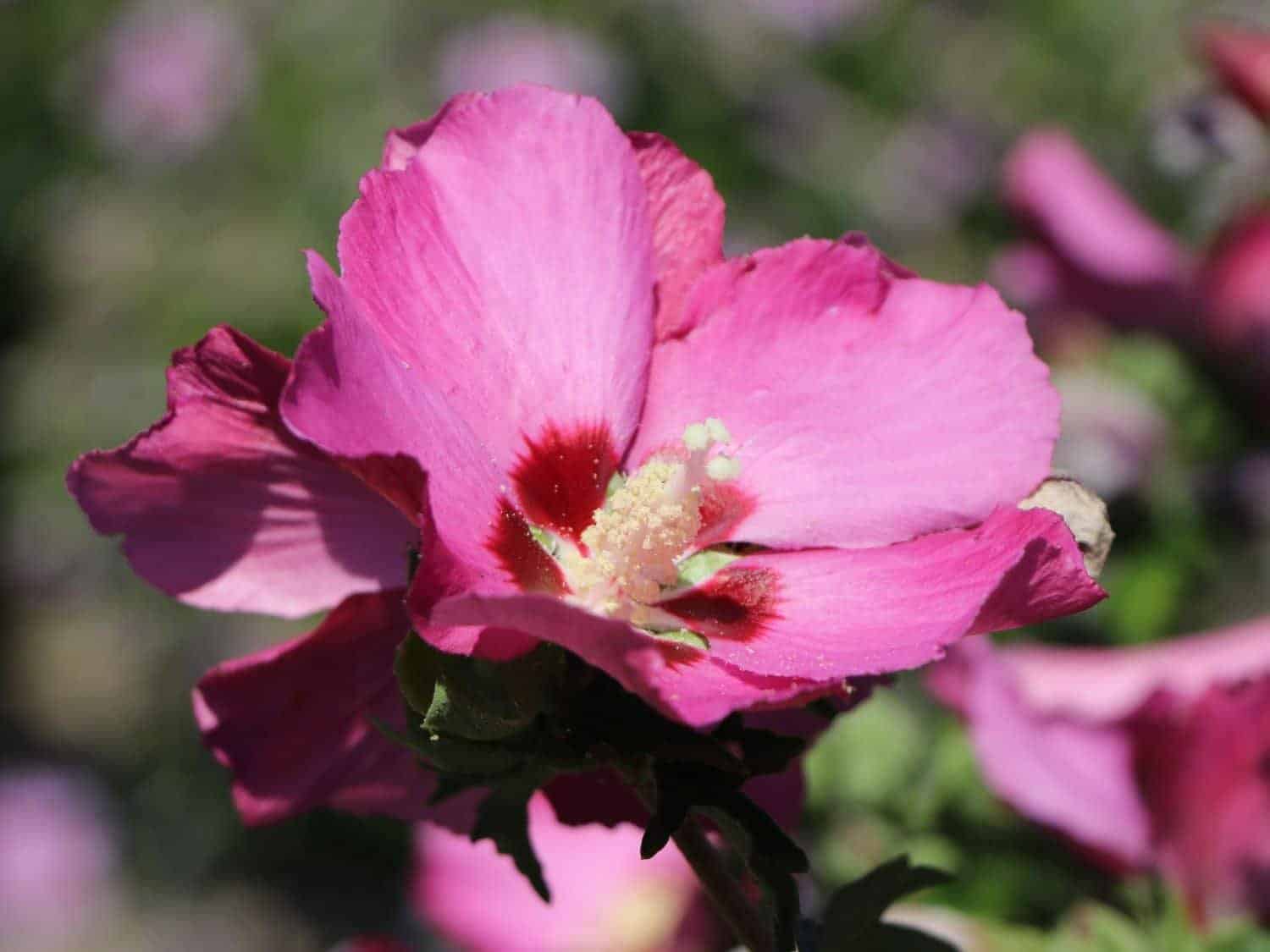 HIBISCUS syriacus ‘Pink Giant’ / Mauve en arbre Pink Giant® 'Flogi' - Photo 2