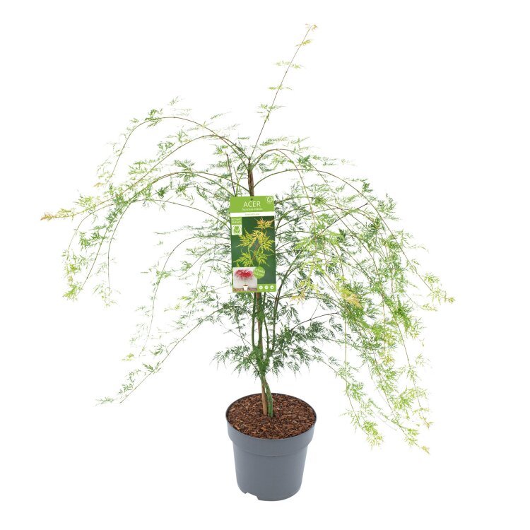 50-60 Ccm Pot de 12L