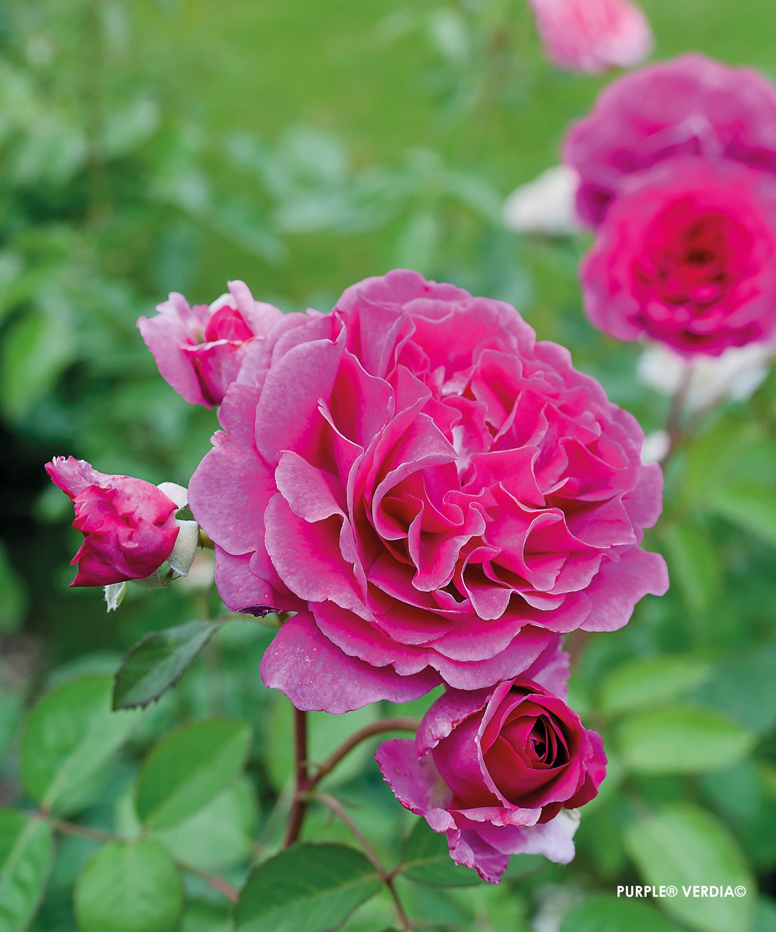 ROSIER buisson 'Purple voluptia' - Photo 5