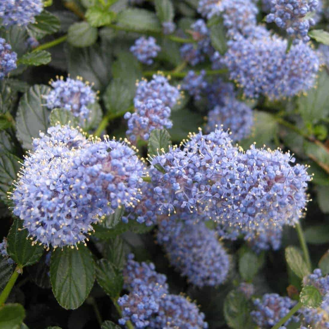 CEANOTHUS X thyrsiflorus ‘Repens’ / Céanothe, Lilas de Californie tapissant - Photo 2