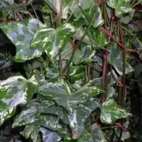 Lierre panaché 'Tricolor' - hedera helix - Photo 4