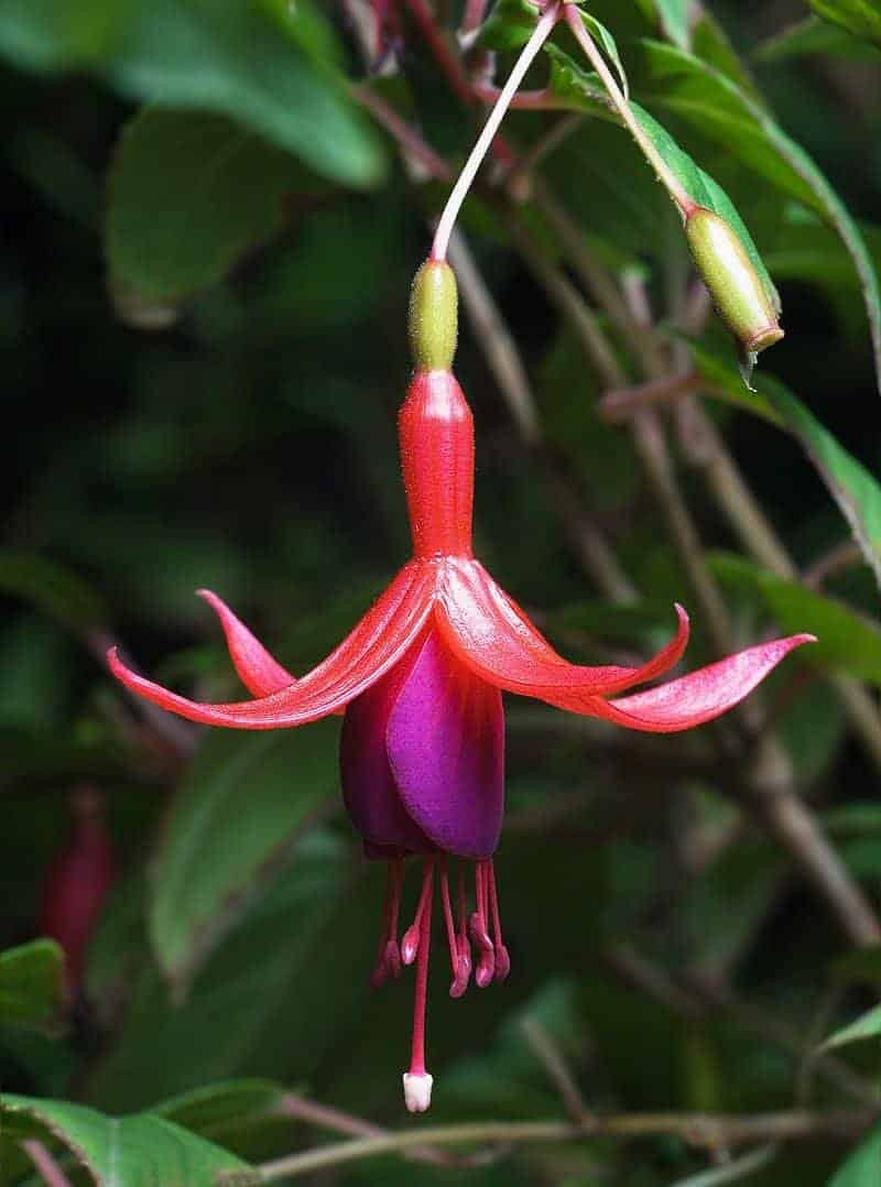 Fuchsia magellanica ‘Riccartonii’ / Fuchsia de Magellan - Photo 2