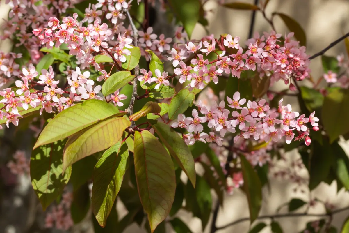 PRUNUS padus COLORATA / Cerisier à grappes rose - Photo 1