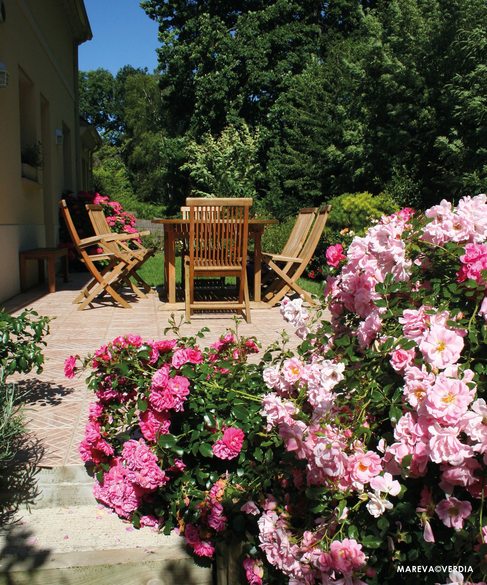 ROSIER décorosier 'Mareva' (rose clair) - Photo 2