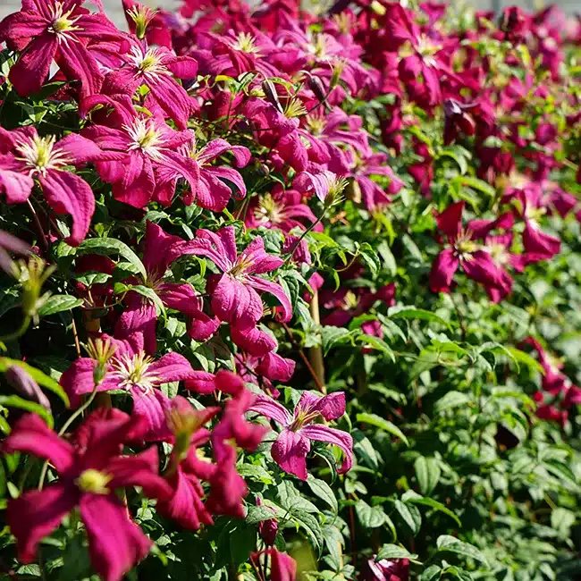 Clématite 'Mme Julia Correvon' - clematis viticella - Photo 3