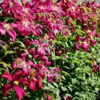 Clématite 'Mme Julia Correvon' - clematis viticella - Photo 3