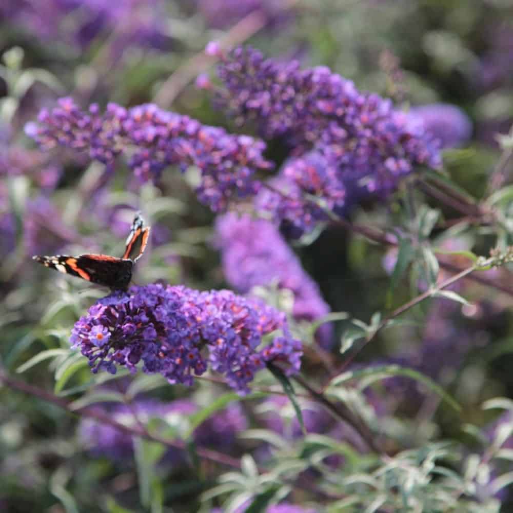 BUDDLEJA davidii ‘Nanho Blue’ / Arbre aux papillons nain 'bleu' - Photo 2