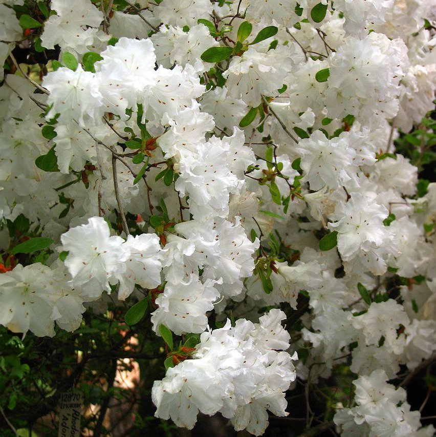 RHODODENDRON (AJ) 'ADONIS' / Azalée japonaise 'Adonis' - Photo 1