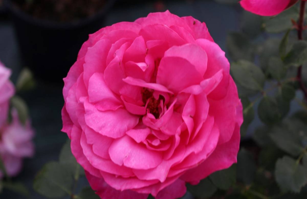 ROSIER buisson 'Sylvie Vartan' / Rosier buisson 'Sylvie Vartan' à fleurs groupées - Photo 1