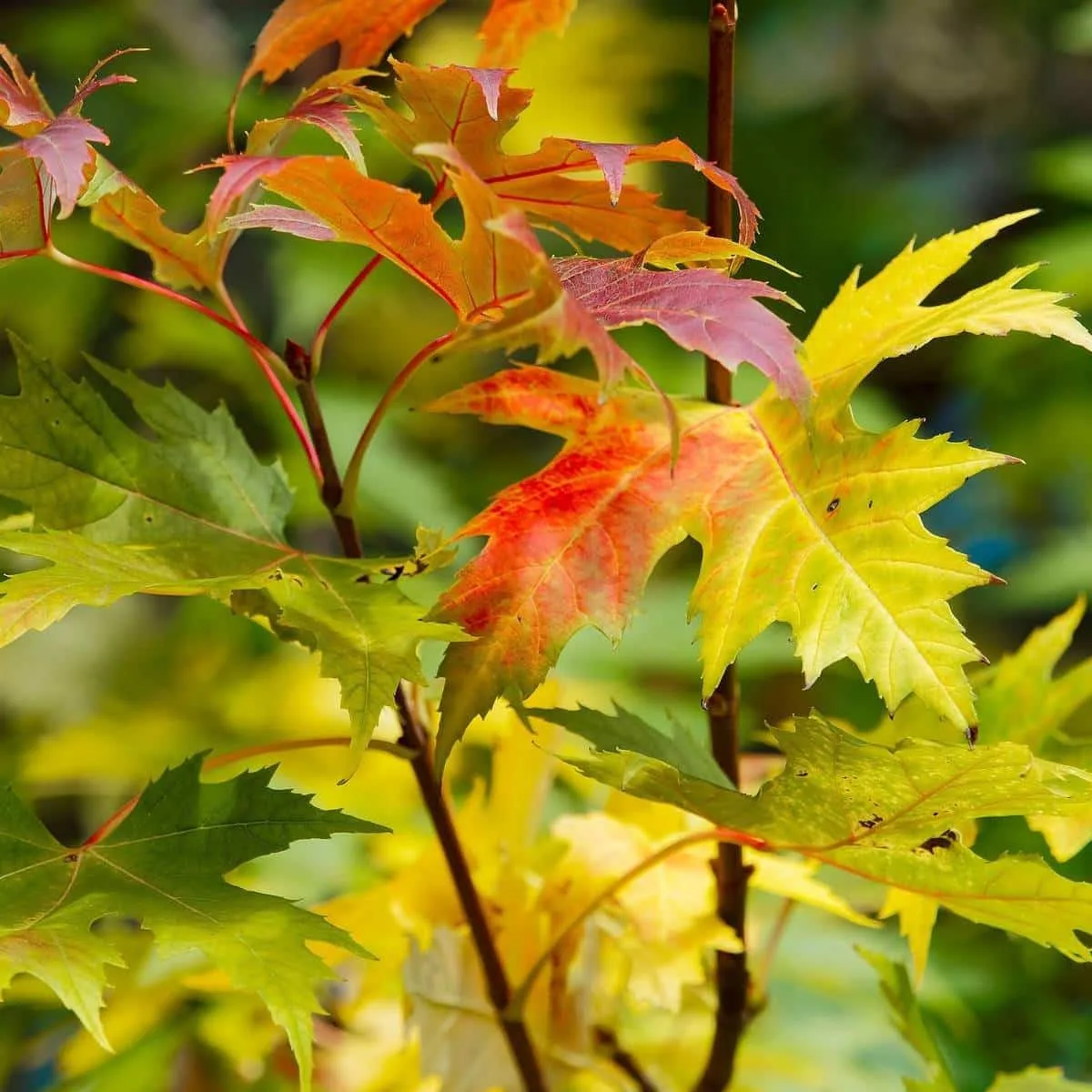 ACER saccharinum ' Wieri' / Érable argenté 'Wieri'