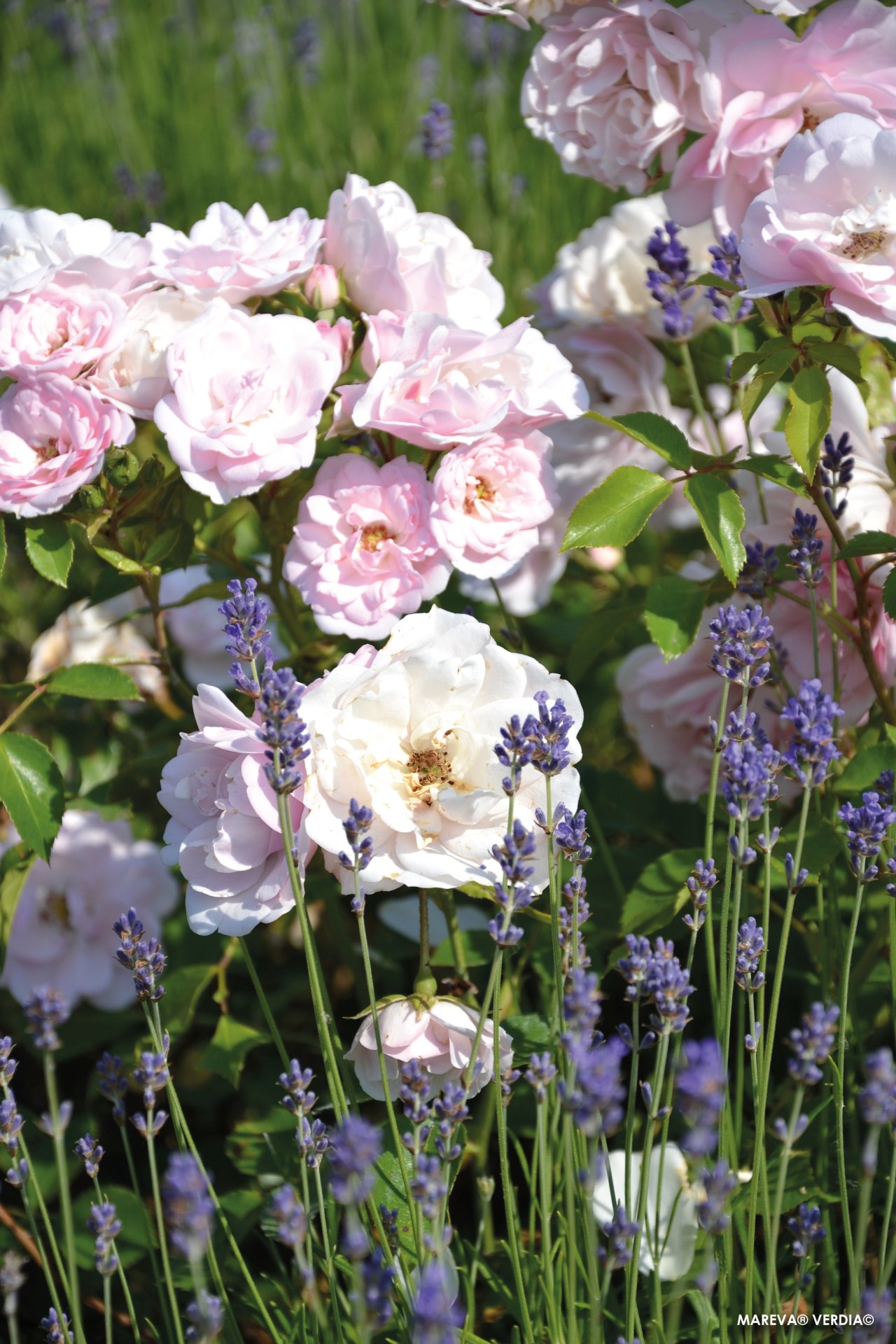 ROSIER décorosier 'Mareva' (rose clair) - Photo 3