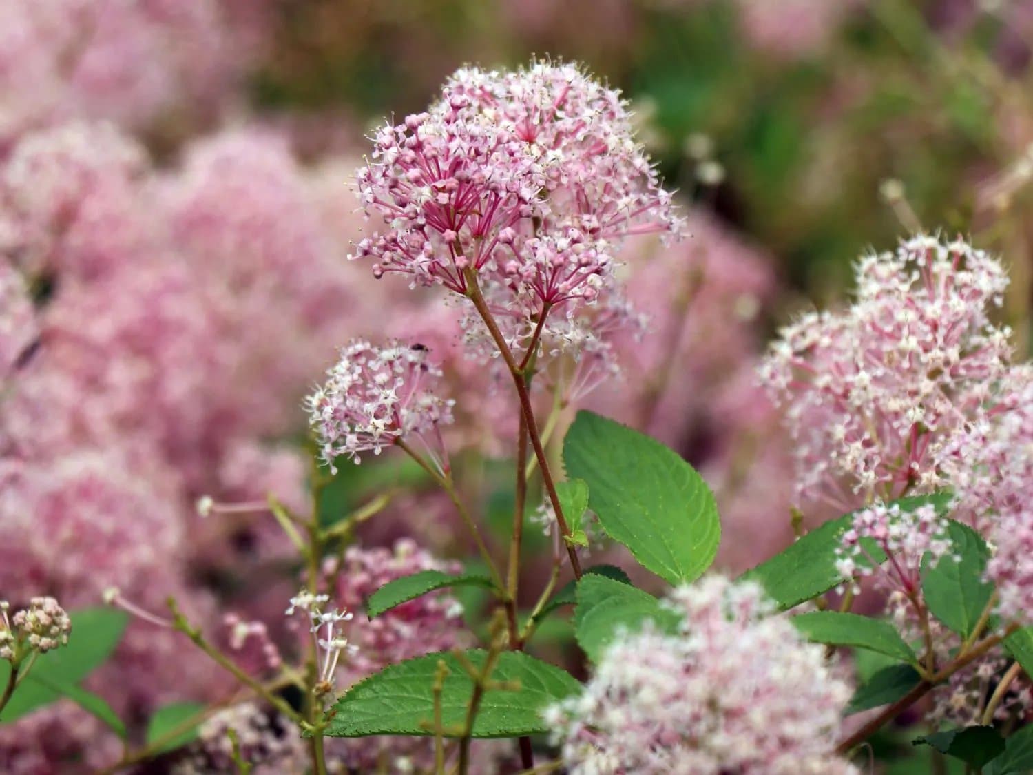 CEANOTHUS X palliadus ‘Perle rose’  / Céanothe 'Perle Rose' - Photo 2