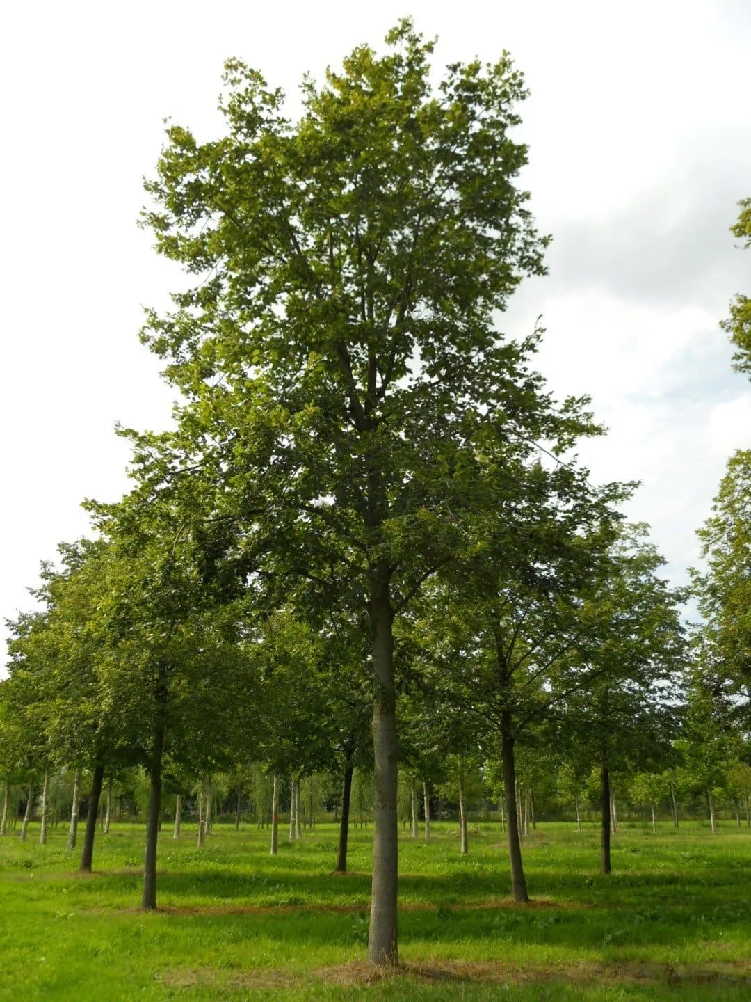 TILIA platyphyllos / Tilleul de Hollande