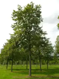 TILIA platyphyllos / Tilleul de Hollande - Photo 1