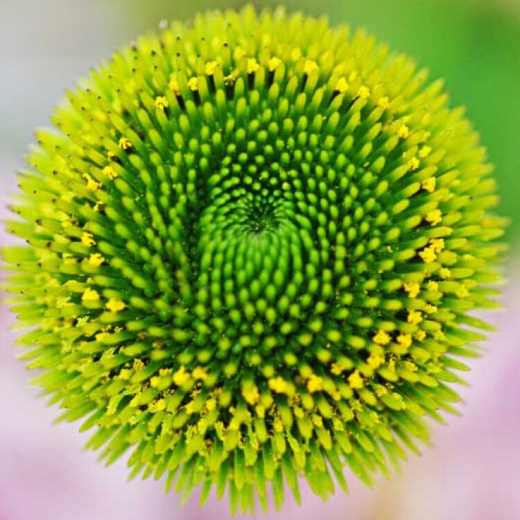 ECHINACEA ANGUSTIFOLIA / Echinacée à feuilles étroites - Photo 2