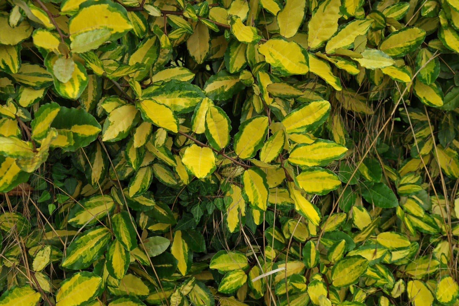 ELAEAGNUS pungens ‘Maculata’ / Chalef piquant 'Maculata' - Photo 2