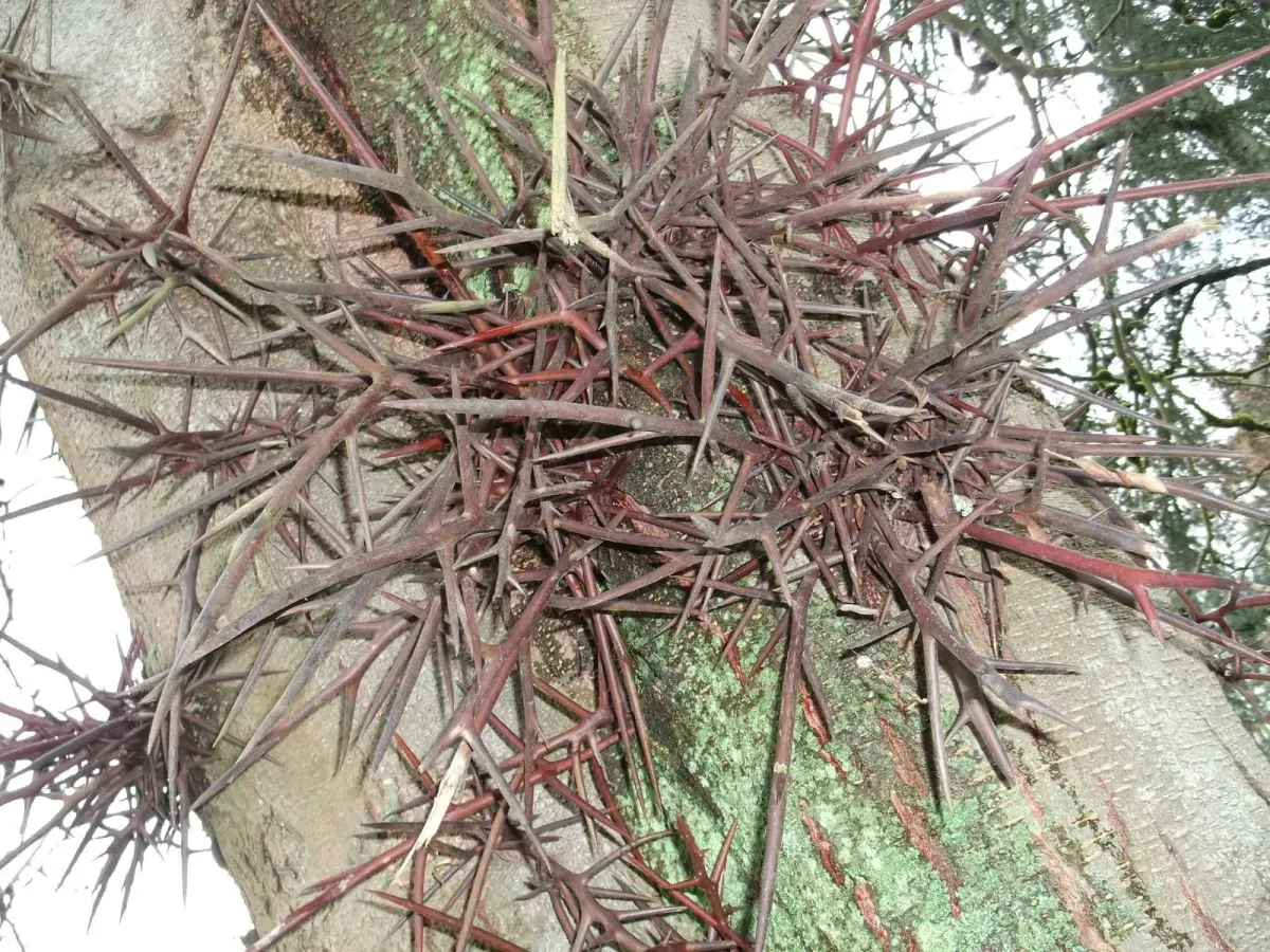 GLEDITZIA triacanthos / Févier d'Amérique - Photo 3