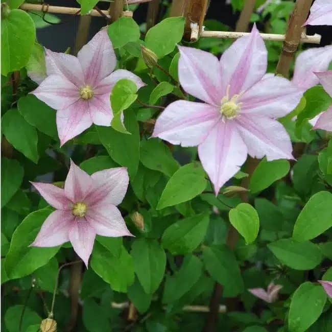 CLEMATIS 'Caroline' - Clématite 'Caroline' - Photo 3