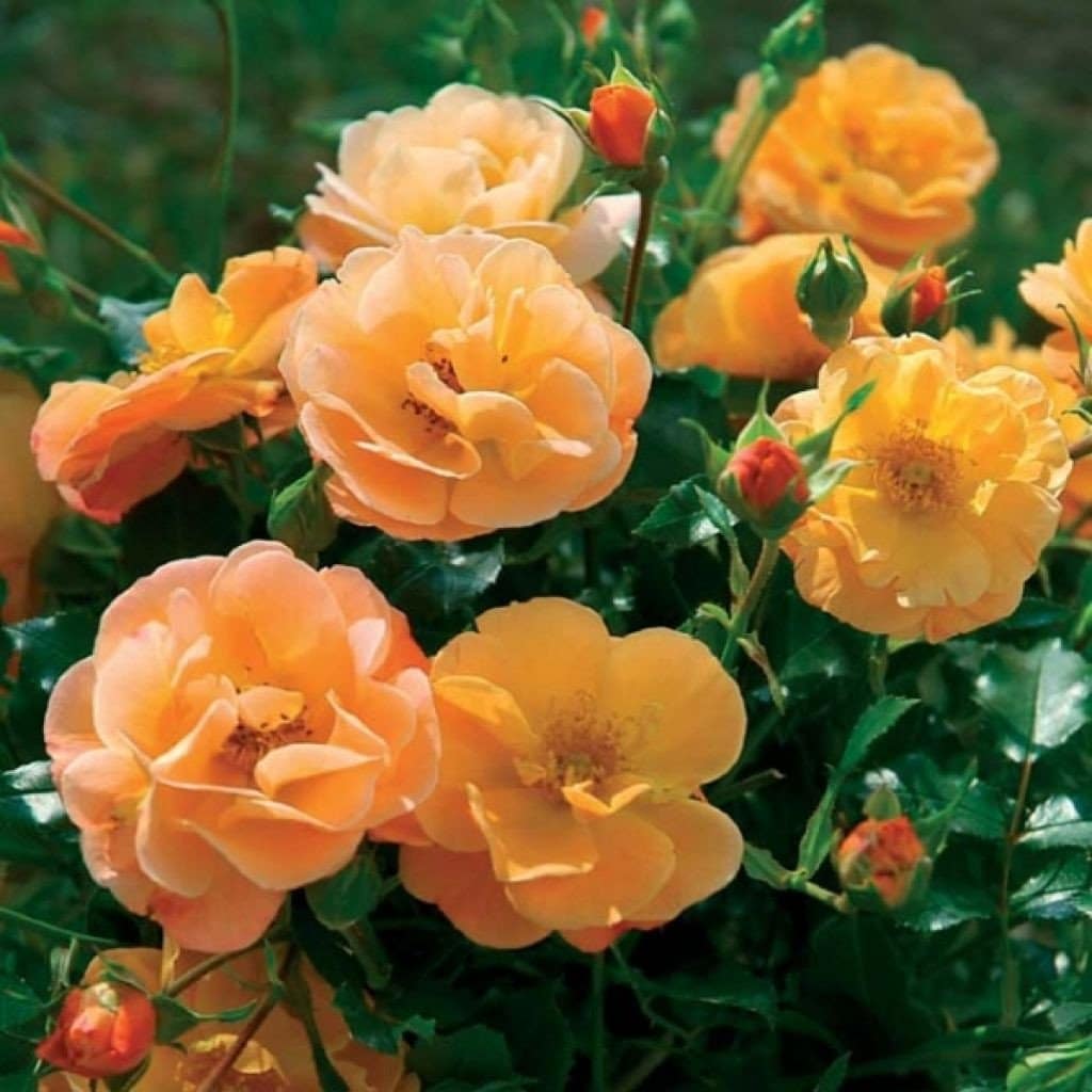 ROSIER décorosier 'Calizia' (orange saumoné) - Photo 2