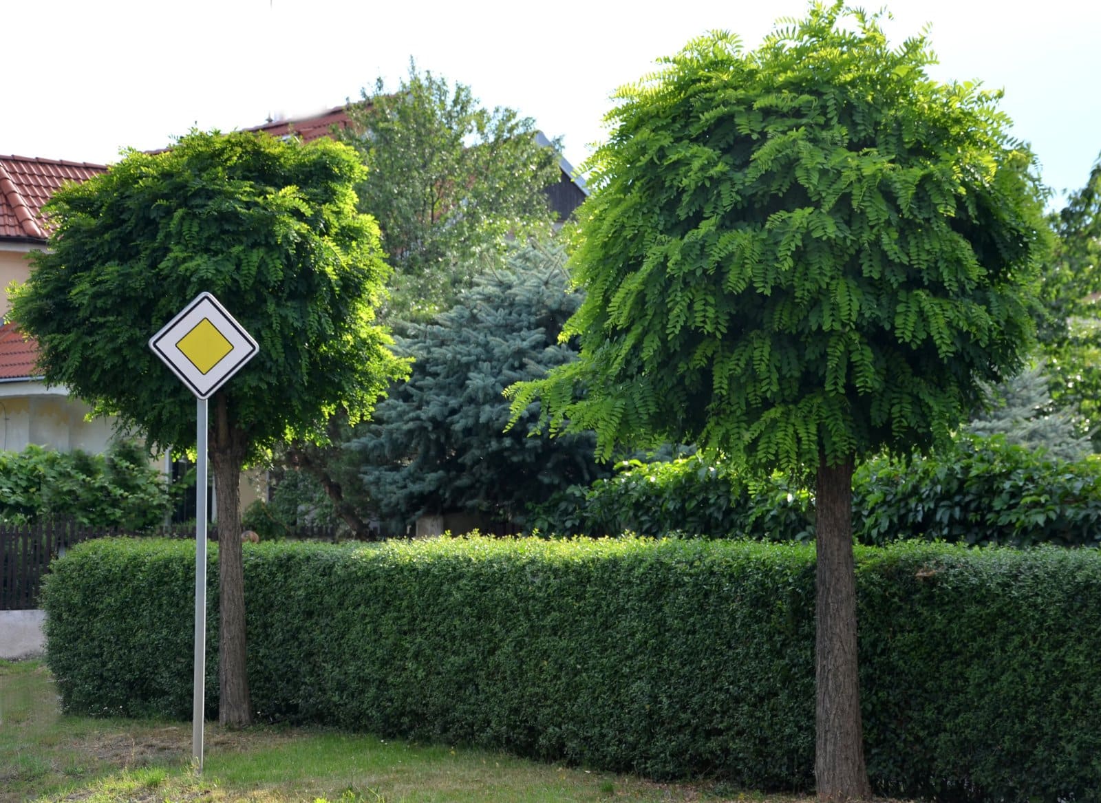 ROBINIA pseudoacacia ‘Umbraculifera’ / Acacia boule - Photo 1