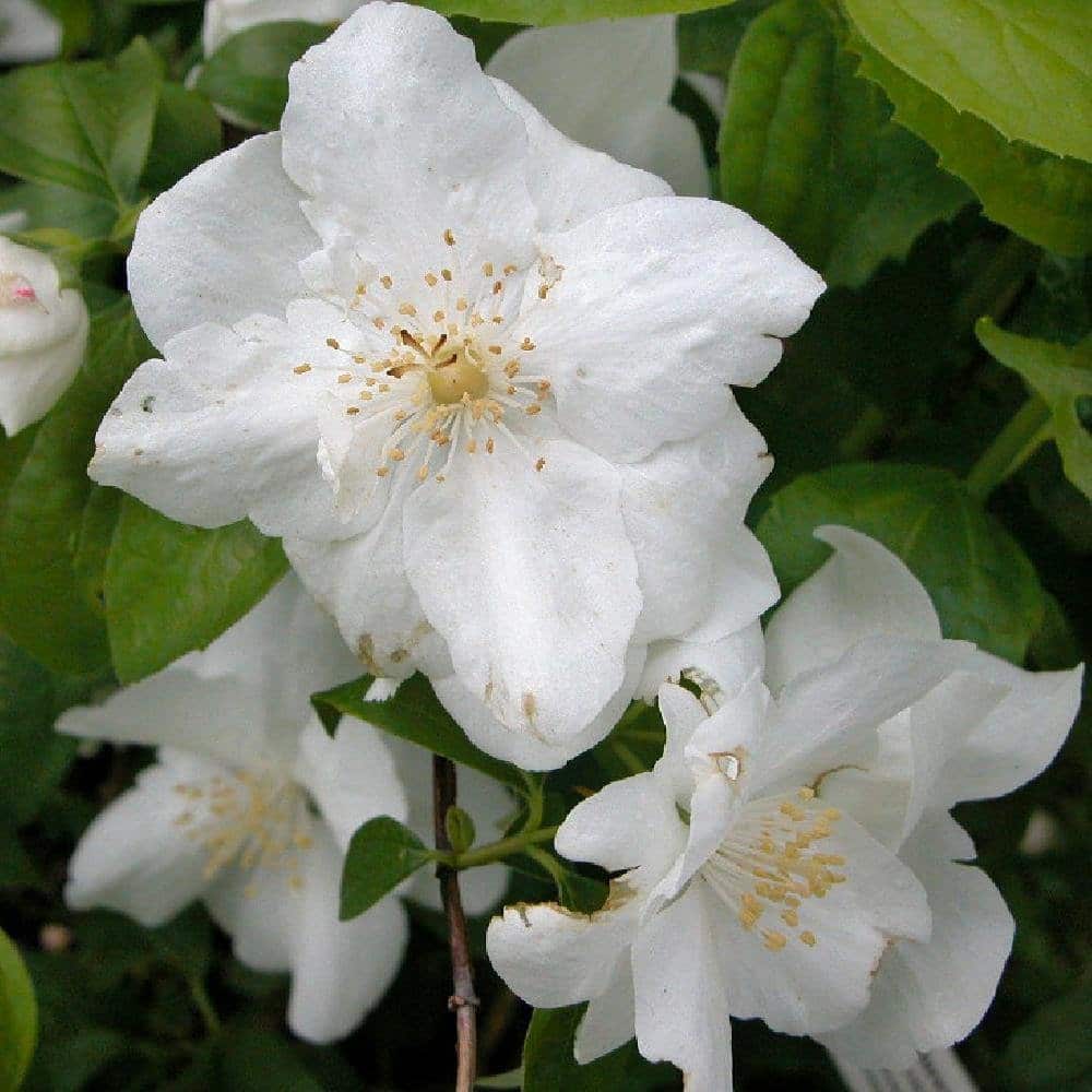 PHILADELPHUS ‘Bouquet Blanc’ / Seringat de Perse 'Bouquet Blanc' - Photo 2