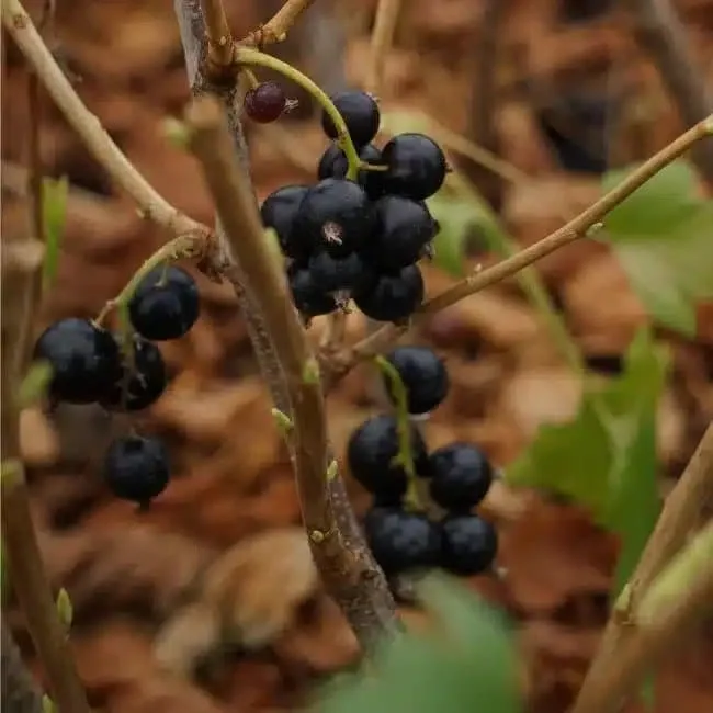 CASEILLES 'Josta' - ribes nidigrolaria