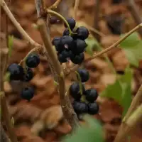 CASEILLES 'Josta' - ribes nidigrolaria - Photo 1