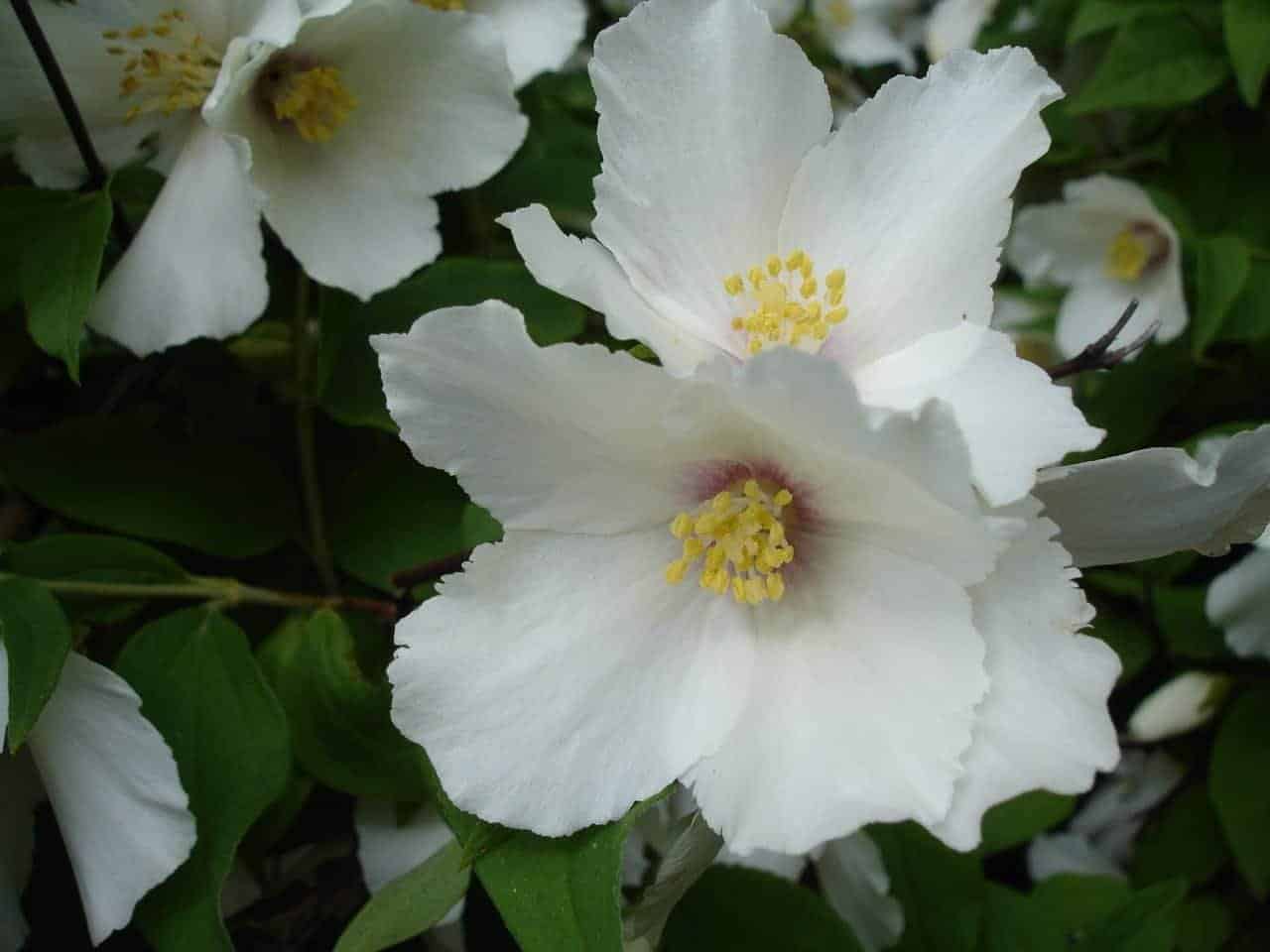 PHILADELPHUS ‘Belle Etoile’ / Seringat 'Belle Etoile' - Photo 1
