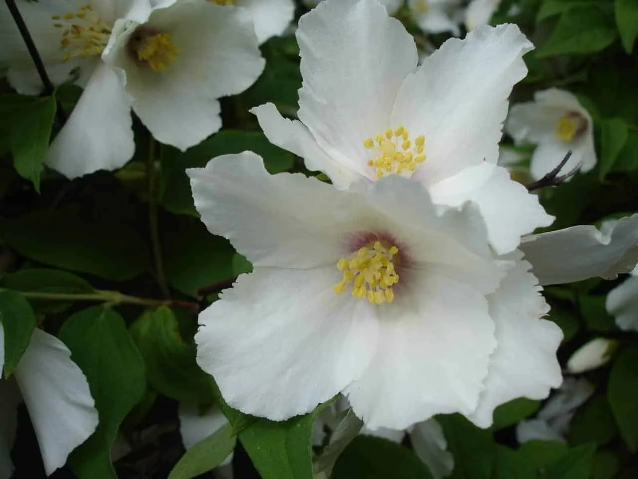 PHILADELPHUS ‘Belle Etoile’ / Seringat 'Belle Etoile'