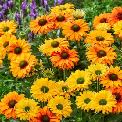 ECHINACEA 'SUNSEEKERS MINEOLA' / Echinacée