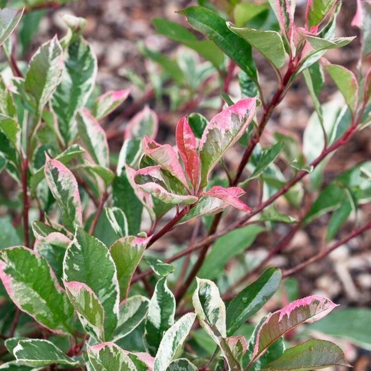 PHOTINIA x fraseri ‘Pink marble’ / Photinia marbré rose - Photo 1