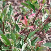 PHOTINIA x fraseri ‘Pink marble’ / Photinia marbré rose - Photo 1