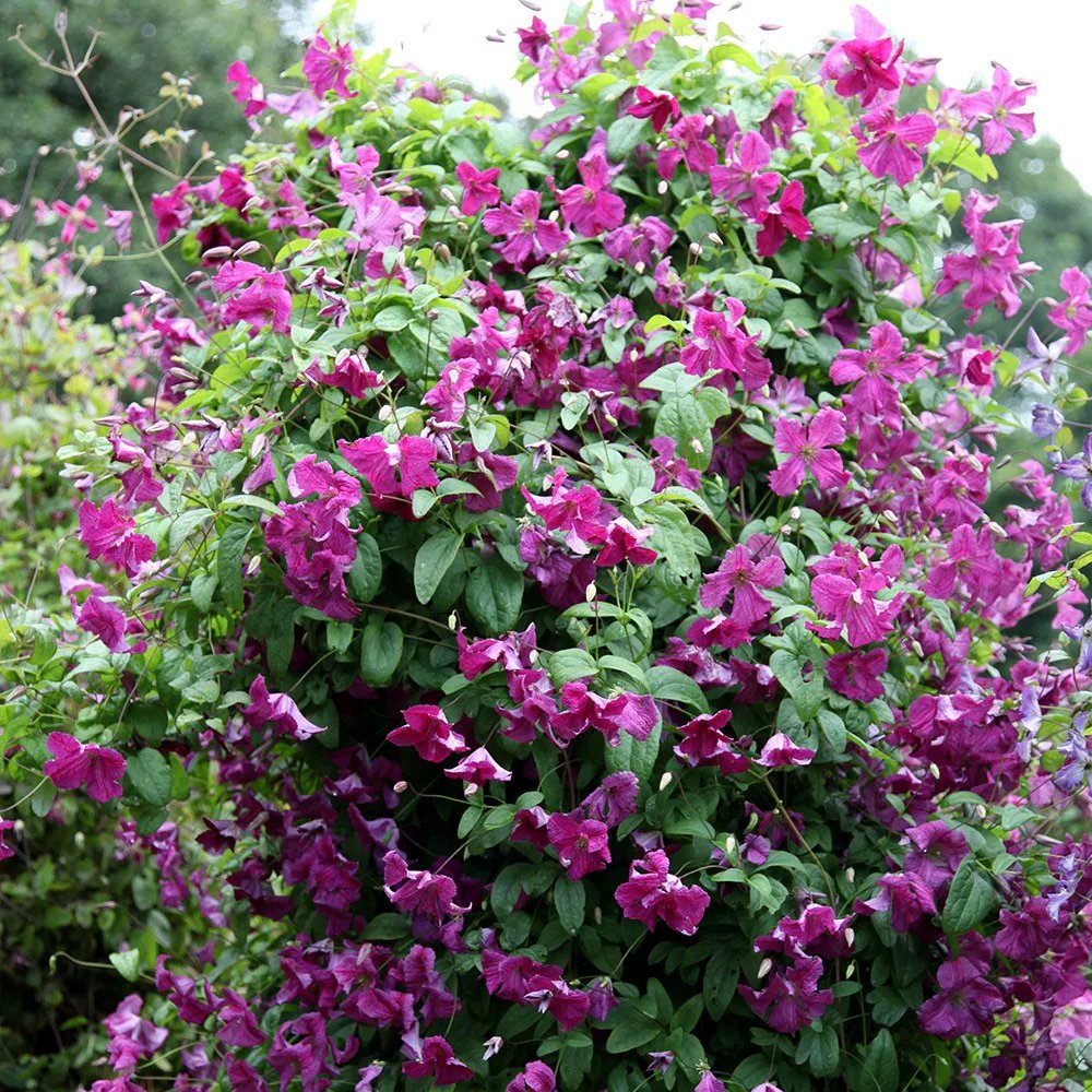 CLEMATIS viticella 'Abundance' / Clématite 'Abundance' - Photo 1