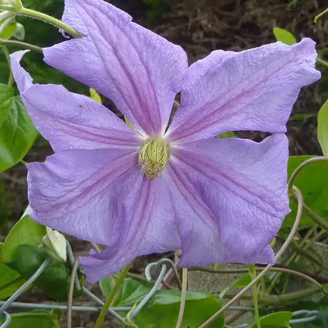 Clématite 'Prince Charles' - clematis viticella - Photo 4