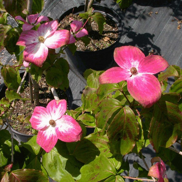 CORNUS kousa ‘Satomi’ / Cornouiller du Japon 'Satomi' - Photo 3
