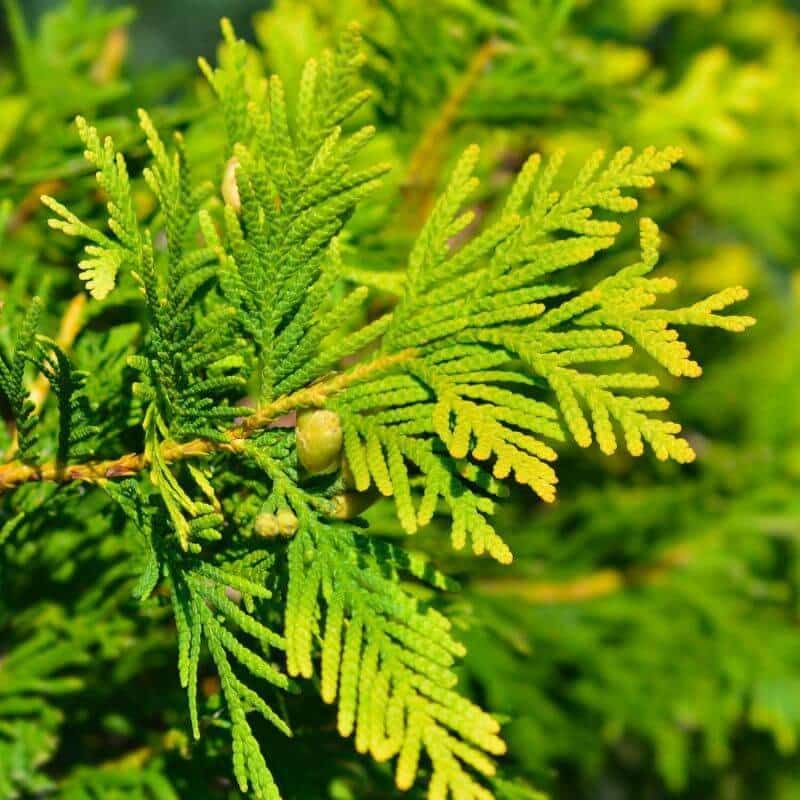 CHAMAECYPARIS lawsoniana 'Ivonne' / Cyprès de Lawson, Faux cyprès - Photo 1