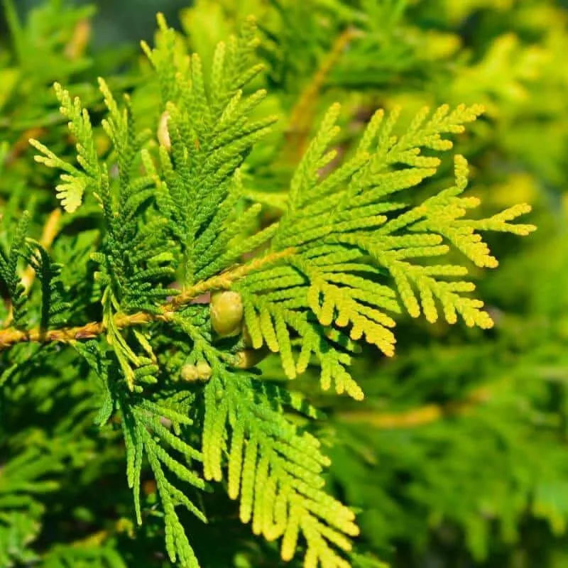 CHAMAECYPARIS lawsoniana 'Ivonne' / Cyprès de Lawson, Faux cyprès