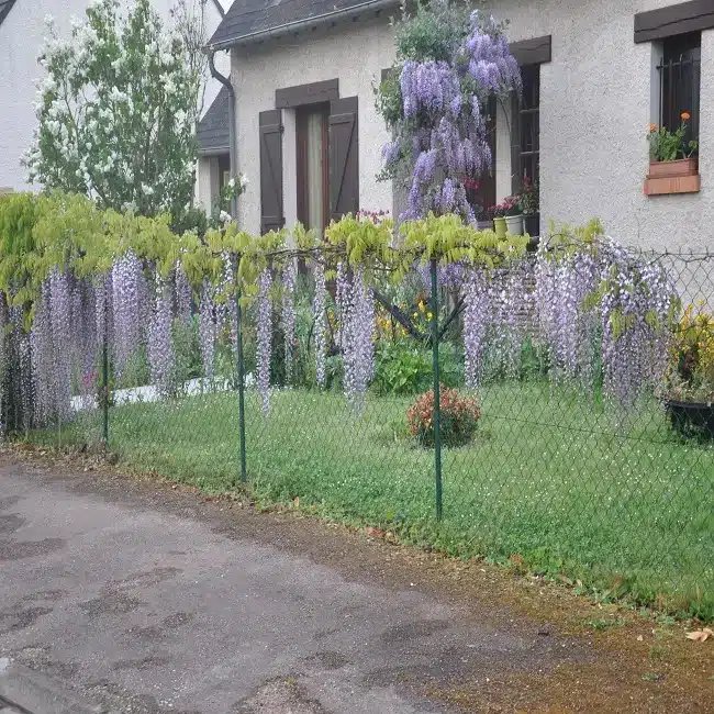 Glycine du Japon 'Macrobotrys' - wisteria floribunda - Photo 3