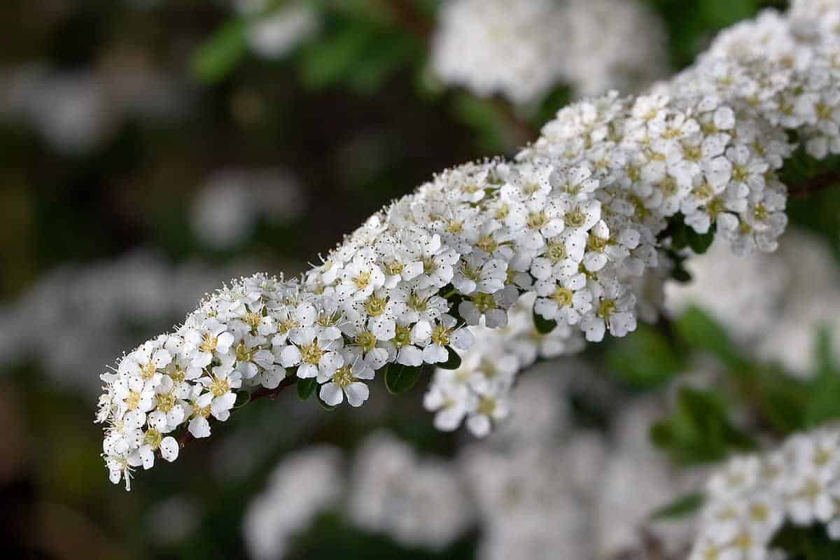 SPIRAEA X arguta / Spirée arguta - Photo 1