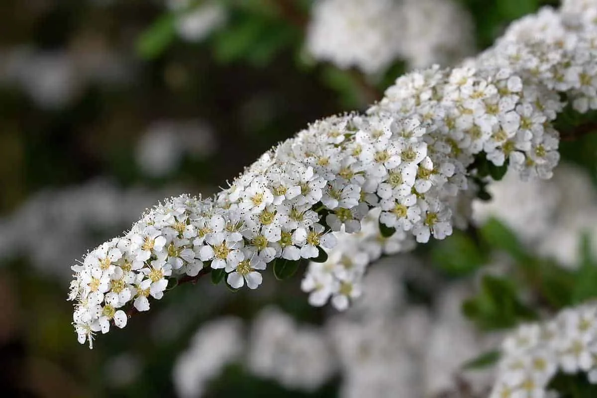 SPIRAEA X arguta / Spirée arguta