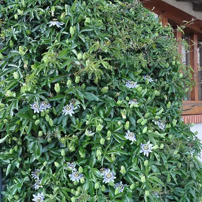 Passiflore bleue - passiflora caerulea - Photo 2