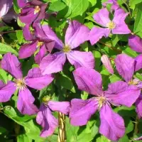 Clématite 'Polish Spirit' - clematis viticella - Photo 2